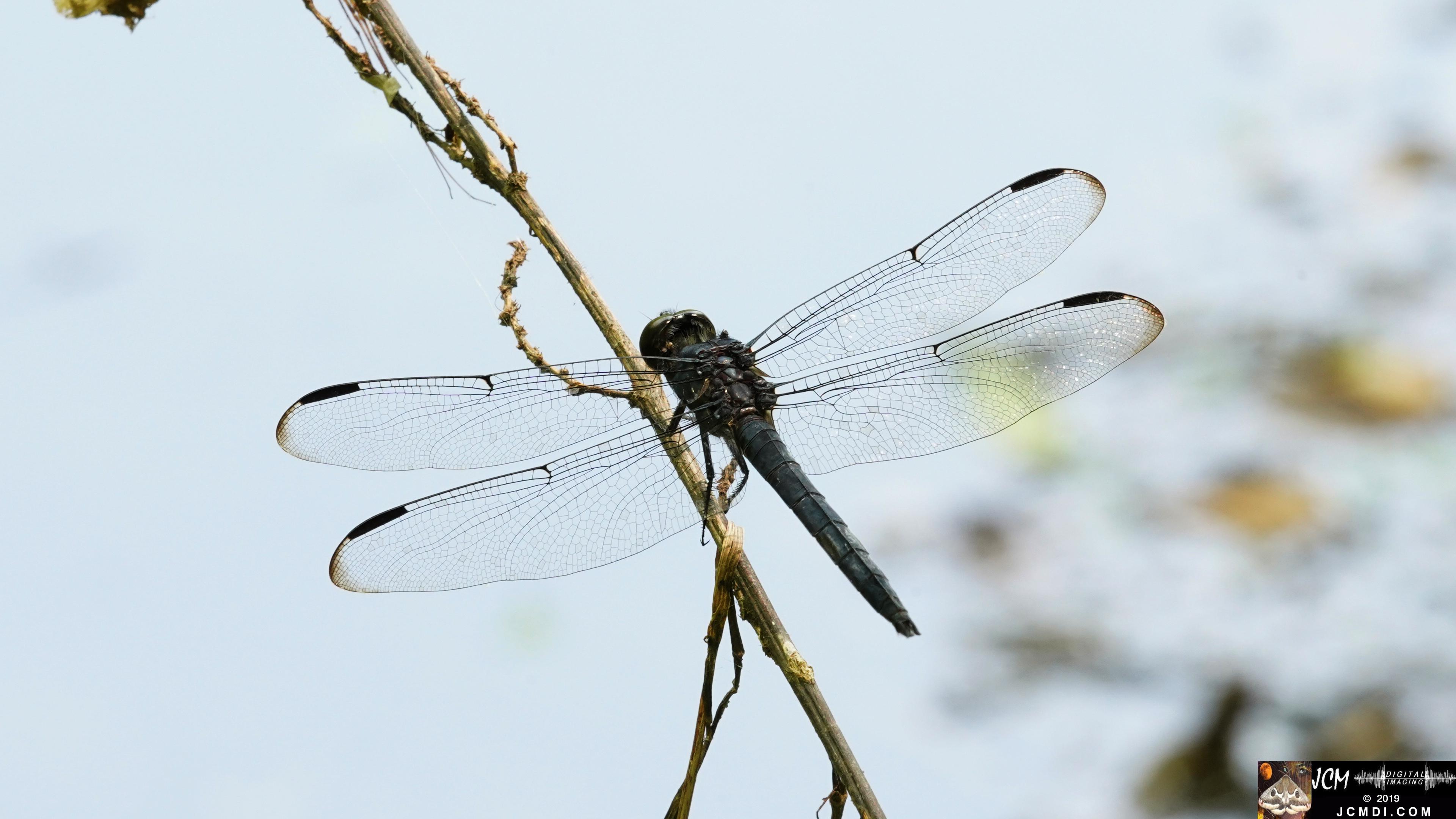 Dragonfly super macro at Old Hickory Lake, TN